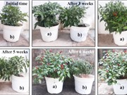 Chống khô hạn cho cây trồng bằng vật liệu giữ nước từ vỏ tôm